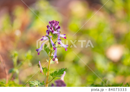 独特な筒状の紫色の花を咲かせるムラサキケマン 独特な筒状の紫色の花を咲かせるムラサキケマン 84073333