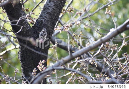 桜の花の下で縄張りを主張するコゲラ 桜の花の下で縄張りを主張するコゲラ 84073346