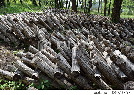 キノコの原木栽培 キノコの原木栽培 84073353