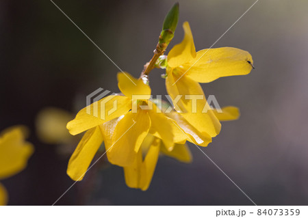 丈夫な性質で公園や道路の植え込みや寄せ植えの花木として広く使われるレンギョウ 丈夫な性質で公園や道路の植え込みや寄せ植えの花木として広く使われるレンギョウ 84073359