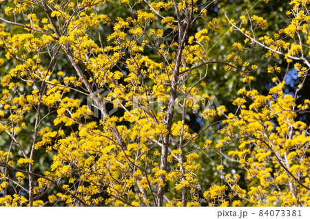 春先に黄色い花を咲かせ、秋にはグミに似た赤い実をつけるサンシュユ 春先に黄色い花を咲かせ、秋にはグミに似た赤い実をつけるサンシュユ 84073381