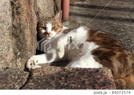 甘えん坊の地域猫 84073574