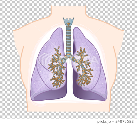 Illustration of lungs and trachea 84073588