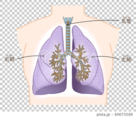Illustration of lungs and trachea 84073589