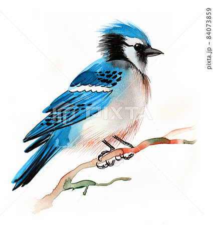 Blue Jay bird icon - Stock Illustration [45485902] - PIXTA