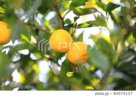 収穫間近のゆずの実 収穫間近のゆずの実 84074137