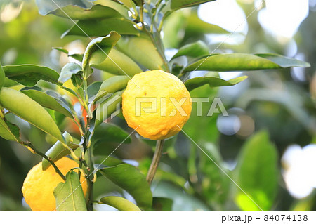 収穫間近のゆずの実　 84074138