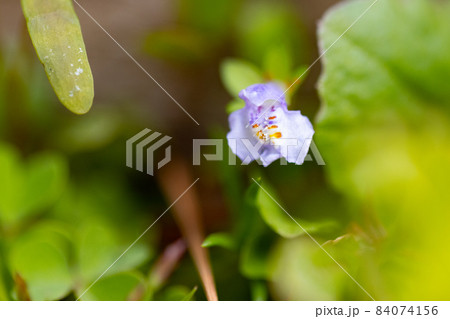 常に緑の葉を持ち、実が爆ぜる特徴から呼ばれるトキワハゼ 84074156