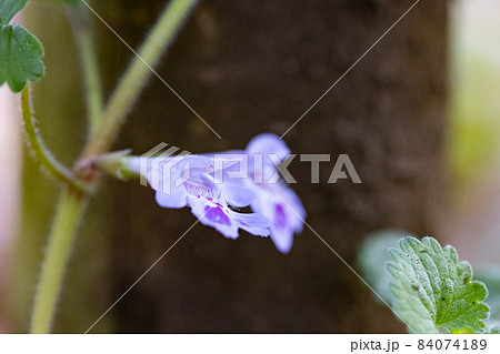 薬草やハーブティーとしても親しまれている春に咲くカキドウシ 84074189