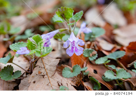 薬草やハーブティーとしても親しまれている春に咲くカキドウシ 薬草やハーブティーとしても親しまれている春に咲くカキドウシ 84074194