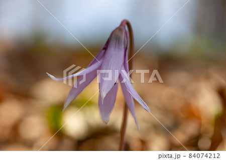 早春に咲いて春の妖精とも呼ばれるカタクリ 84074212