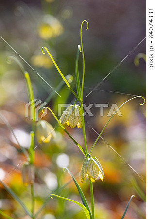 中国原産で、花弁の内側に網目模様があることから名付けられたアミガサユリ 84074331