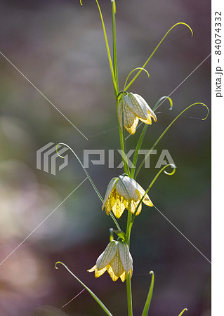 中国原産で、花弁の内側に網目模様があることから名付けられたアミガサユリ 84074332