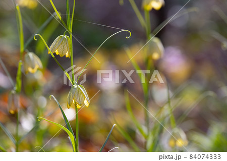 中国原産で、花弁の内側に網目模様があることから名付けられたアミガサユリ 84074333