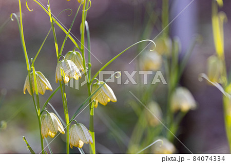 中国原産で、花弁の内側に網目模様があることから名付けられたアミガサユリ 中国原産で、花弁の内側に網目模様があることから名付けられたアミガサユリ 84074334