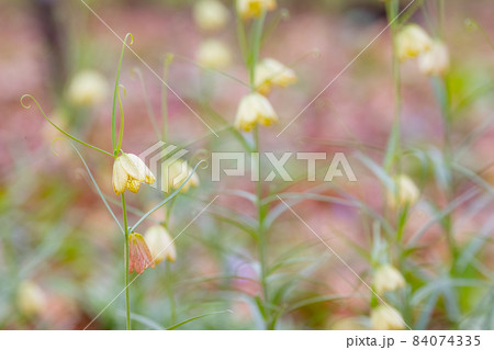 中国原産で、花弁の内側に網目模様があることから名付けられたアミガサユリ 84074335