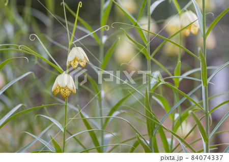 中国原産で、花弁の内側に網目模様があることから名付けられたアミガサユリ 中国原産で、花弁の内側に網目模様があることから名付けられたアミガサユリ 84074337