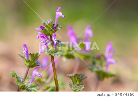 の七草の一つホトケノザ（オニタビラコ）とは異なるホトケノザ 84074360