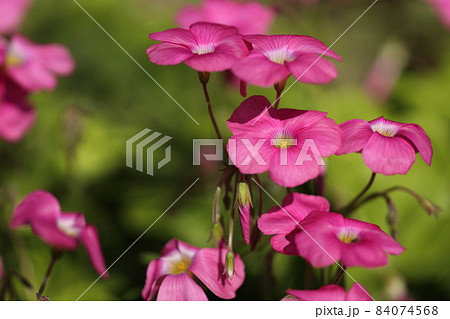 自然　植物　ハナカタバミ、南アフリカ原産。江戸時代に観賞用として持ち込まれたようです 84074568