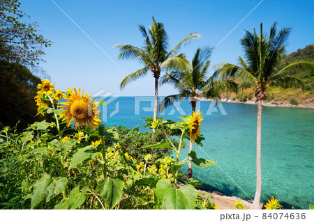 Beautiful fields with sunflowers in the summer with seashore Beautiful sea Turquoise water surface and Coconut palm trees in Summer Landscape at Phuket Thailand Beautiful fields with sunflowers in the summer with seashore Beautiful sea Turquoise water surface and Coconut palm trees in Summer Landscape at Phuket Thailand 84074636
