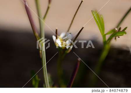 食べられる道端の白い花ミチタネツケバナ 食べられる道端の白い花ミチタネツケバナ 84074879