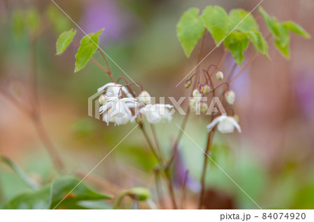 錨の様な形の花を咲かせる春の花イカリソウ 84074920