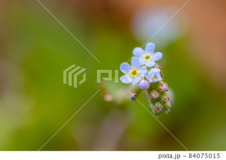 小さな薄いブルーの花を咲かせ、葉をもむとキュウリのような匂いがすることから名付けられたキュウリグサ 84075015