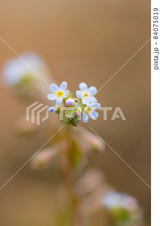 小さな薄いブルーの花を咲かせ 葉をもむとキュウリのような匂いがすることから名付けられたキュウリグサの写真素材