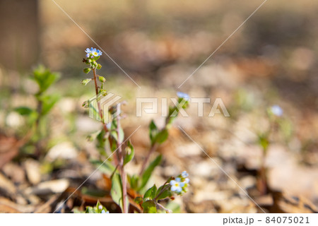 小さな薄いブルーの花を咲かせ、葉をもむとキュウリのような匂いがすることから名付けられたキュウリグサ 84075021
