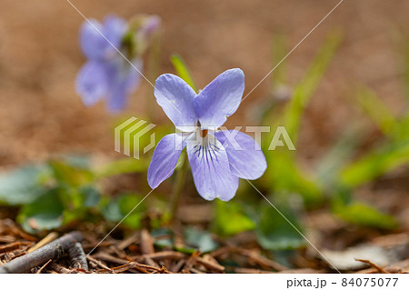 可憐な姿とは裏腹に極めて生命力の強い植物スミレ 可憐な姿とは裏腹に極めて生命力の強い植物スミレ 84075077