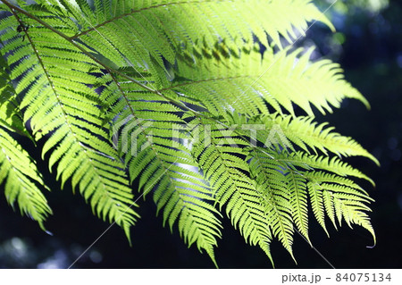 木の葉 葉 草の葉 84075134