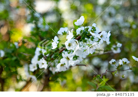 花壇や公園で良く植えられ、春、垂れた枝先に雪が降り積もったような沢山の白い花を咲かせて綺麗なユキヤナ 花壇や公園で良く植えられ、春、垂れた枝先に雪が降り積もったような沢山の白い花を咲かせて綺麗なユキヤナ 84075135
