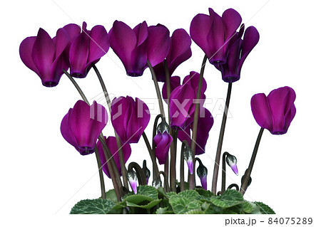 鮮やかな赤紫色のシクラメン　（ fix撮影 ） 84075289