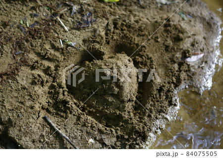 小川 クリーク 流れ 84075505