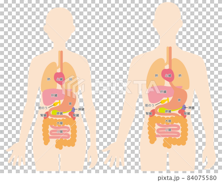 Human body (internal organs) illustration 84075580