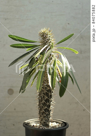 パキポディウム　ラメリー 84075882