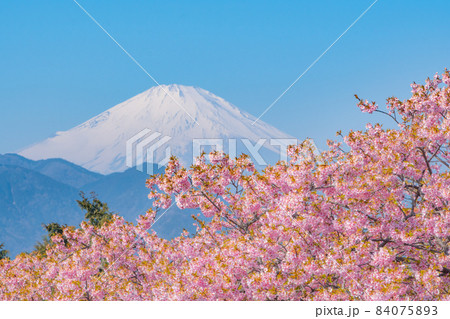 富士山と桜　神奈川県松田町　松田山河津桜 84075893