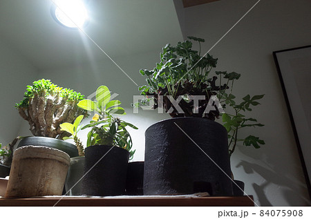 屋内で、塊根植物に強い光を当てる。 屋内で、塊根植物に強い光を当てる。 84075908