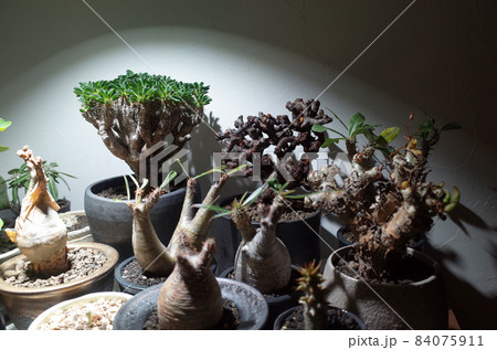屋内で、塊根植物に強い光を当てる。 84075911
