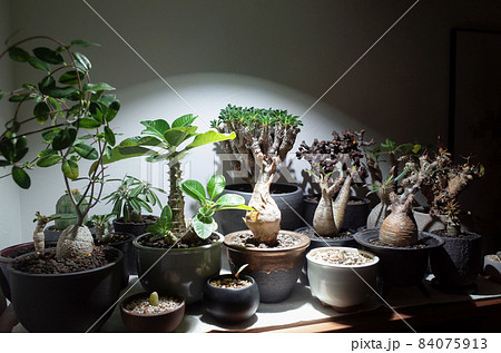 屋内で、塊根植物に強い光を当てる。 84075913