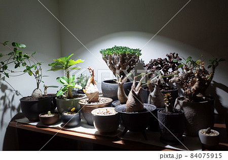 屋内で、塊根植物に強い光を当てる。 屋内で、塊根植物に強い光を当てる。 84075915