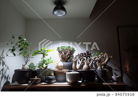 屋内で、塊根植物に強い光を当てる。 84075916