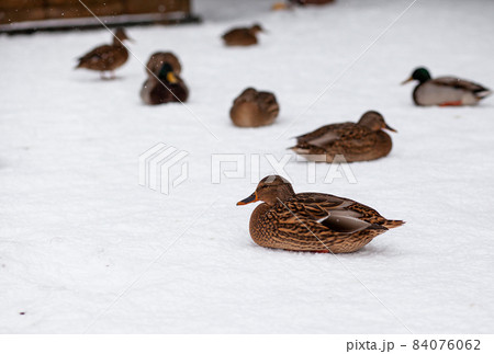 Winter portrait of a duck in a winter public park. Duck birds are standing or sitting in the snow. Migration of birds. Ducks and pigeons in the park are waiting for food from people. Winter portrait of a duck in a winter public park. Duck birds are standing or sitting in the snow. Migration of birds. Ducks and pigeons in the park are waiting for food from people. 84076062