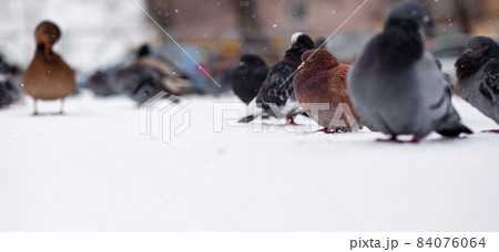 Beautiful pigeons sit in the snow in the city park in winter. Close up of pigeons in winter on the square in the park. Birds in the cold are waiting for food from people. Beautiful pigeons sit in the snow in the city park in winter. Close up of pigeons in winter on the square in the park. Birds in the cold are waiting for food from people. 84076064