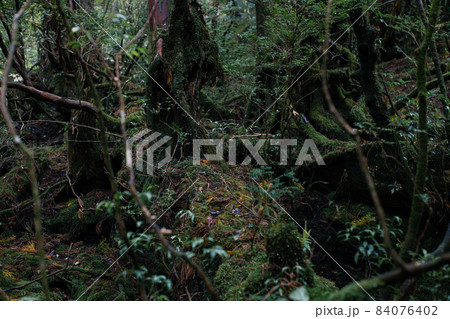 屋久島の白谷雲水峡にて。トレッキング(登山)中の森の景色。 屋久島の白谷雲水峡にて。トレッキング(登山)中の森の景色。 84076402