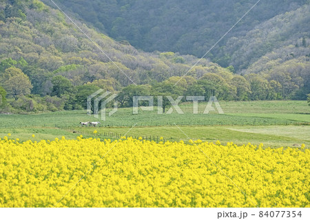 高原の春景色（蒜山高原） 84077354