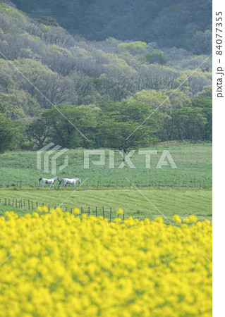 高原の春景色(蒜山高原) 高原の春景色(蒜山高原) 84077355
