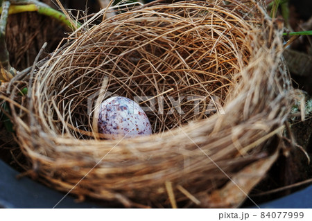 bird s nest with egg in the garden bird s nest with egg in the garden 84077999