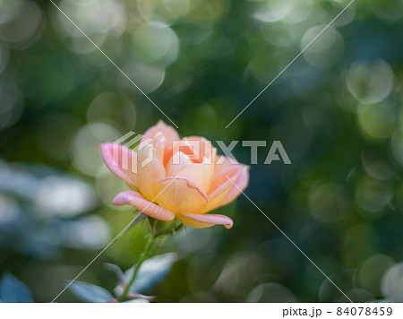 横浜に咲く薔薇 横浜に咲く薔薇 84078459