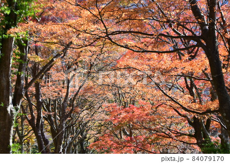 箱根7芦ノ湖紅葉真っ盛り 箱根7芦ノ湖紅葉真っ盛り 84079170